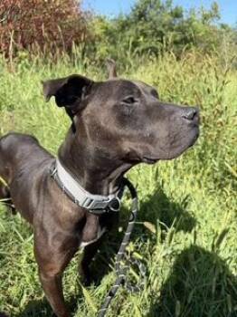 Rescue Pit Bull Terrier Dogs for Adoption in Eagle, Idaho - Moe **Courtesy Post. Out Of Town Pet. See Below For Details** | PetCurious
