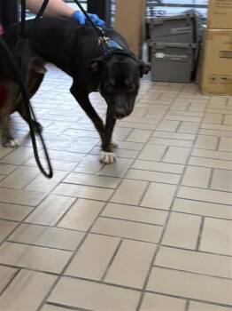 Mixed Breed Dogs Available for Adoption - Lucas | PetCurious