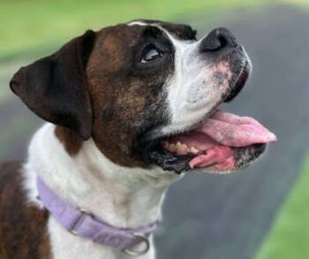 Rescue Boxer and Mixed Breed Dogs for Adoption in Shohola, Pennsylvania - Piper | PetCurious