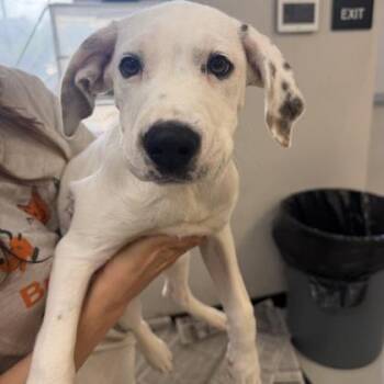 Mixed Breed Dogs Available for Adoption in West Chester, Pennsylvania - Calvin | PetCurious
