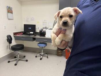 PEANUT -  Chihuahua Dog for Adoption in Auburn, California - PEANUT | PetCurious