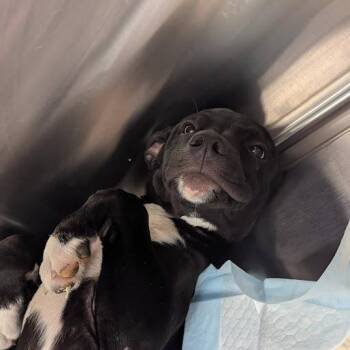 Rex -  Mixed Breed Dog for Adoption in Bentonville, Arkansas - Rex | PetCurious