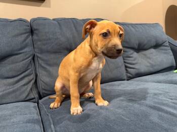 Mixed Breed Dogs Available for Adoption - Valkyrie | PetCurious