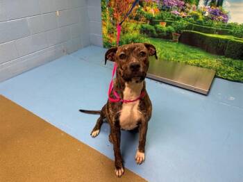 Pit Bull Terrier and Mixed Breed Dogs Available for Adoption in Moreno Valley, California - JUSTINE | PetCurious