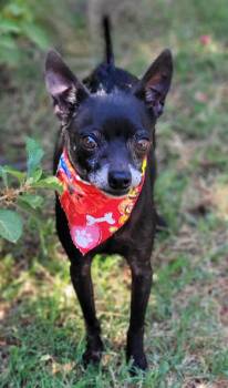 Scott -  Chihuahua Dog for Adoption in Vernon, Texas - Scott | PetCurious