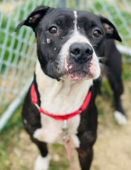Rescue Mixed Breed Dogs for Adoption in West Chester, Pennsylvania - Fernando | PetCurious