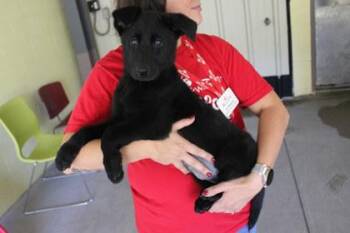 Phantom -  German Shepherd Dog Dog for Adoption in Kansas City, Missouri - Phantom | PetCurious