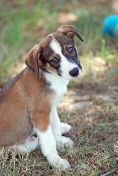 Otter -  Australian Shepherd Dog for Adoption in Madisonville, Texas - Otter | PetCurious
