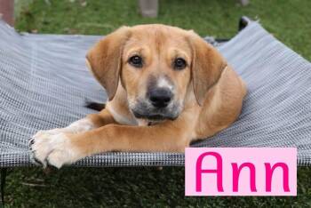 Ann -  Hound Dog for Adoption in Southlake, Texas - Ann | PetCurious