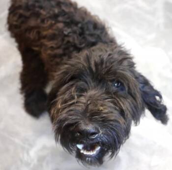 Bob -  Poodle and Terrier Dog for Adoption in Thief River Falls, Minnesota - Bob | PetCurious