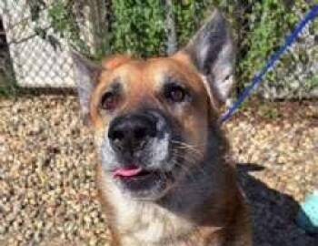 Fritz -  Shepherd and Husky Dog for Adoption in Sudbury, Massachusetts - Fritz | PetCurious