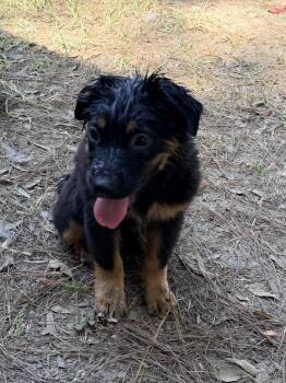 Gonzo -  Shepherd Dog for Adoption in Baker, Louisiana - Gonzo | PetCurious