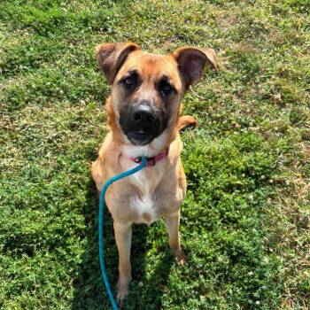 Gloria -  Shepherd and Mixed Breed Dog for Adoption in Springfield, Missouri - Gloria | PetCurious