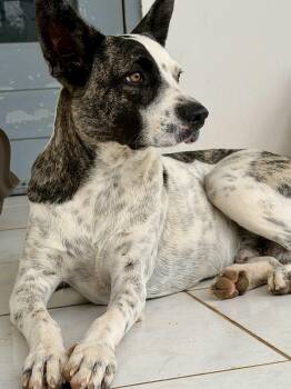 Domino -  Australian Cattle Dog Blue Heeler Dog for Adoption in Glen Rock, New Jersey - Domino | PetCurious