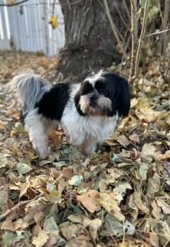 Rescue Shih Tzu Dogs for Adoption in Severance, Colorado - Napoleon | PetCurious