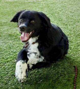 Tony - Bonded Pair -  Tibetan Spaniel Dog for Adoption in Los Angeles, California - Tony - Bonded Pair | PetCurious