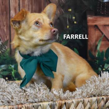 Farrell -  Chihuahua and Mixed Breed Dog for Adoption in Yuma, Arizona - Farrell | PetCurious