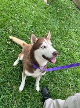 Siberian Husky Dogs Available for Adoption in Pearland, Texas - CEDAR | PetCurious