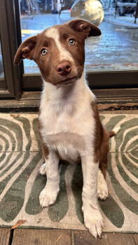 Rescue Border Collie and Shepherd Dogs for Adoption in Sunnyvale, California - Chai | PetCurious