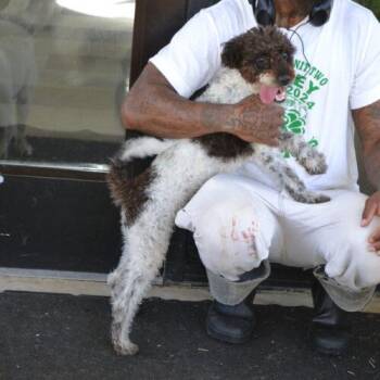 Mobley -  Miniature Poodle Dog for Adoption in Jackson, Louisiana - Mobley | PetCurious