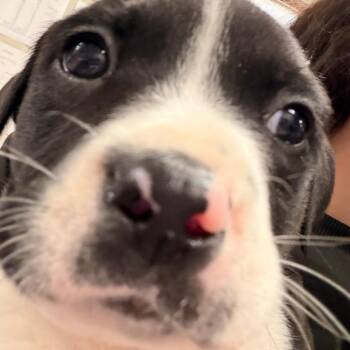 Mixed Breed Dogs Available for Adoption - Alex | PetCurious