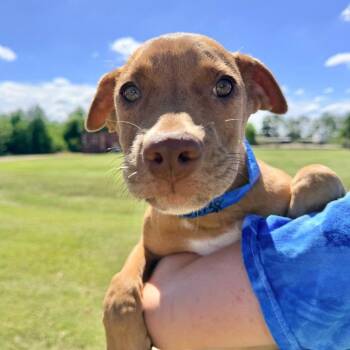 Mumble -  Mixed Breed Dog for Adoption in Binghamton, New York - Mumble | PetCurious
