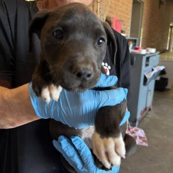 Pit Bull Terrier Dogs Available for Adoption in Birmingham, Alabama - Noel | PetCurious