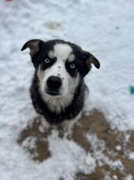 Husky Dogs Available for Adoption - Adam | PetCurious