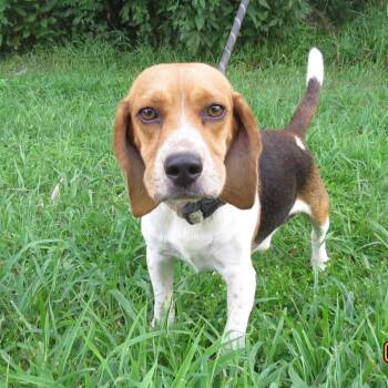 Snoop -  Beagle Dog for Adoption in Lake Jackson, Texas - Snoop | PetCurious