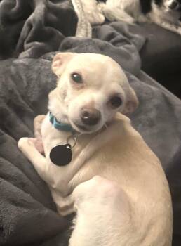 Tina -  Chihuahua Dog for Adoption in Arlington, Virginia - Tina | PetCurious
