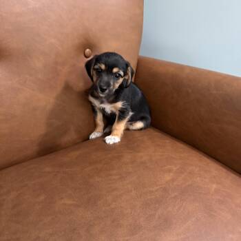 Tulip -  Yorkshire Terrier and Chihuahua Dog Available for Adoption in Sequatchie, Tennessee - Tulip | PetCurious