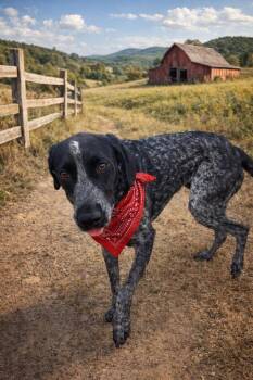 German Shorthaired Pointer Dogs Available for Adoption - Kipu | PetCurious