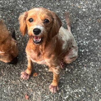 Marmalade 22793 -  Spaniel and Mixed Breed Dog for Adoption in Minneapolis, Minnesota - Marmalade 22793 | PetCurious