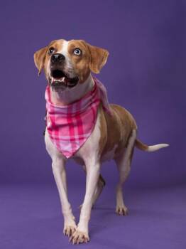 Serenity -  Mixed Breed Dog for Adoption in Atlanta, Georgia - Serenity | PetCurious