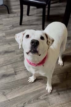 Labrador Retriever Dogs Available for Adoption - Maddie G | PetCurious