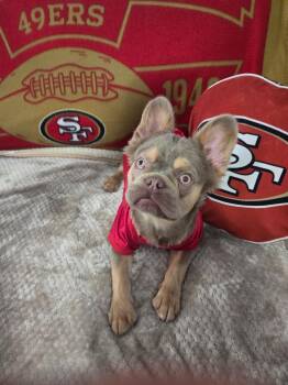 French Bulldog Dogs Available for Adoption in Palma Sola, Florida - Bruce Wayne-Fluffy French Bulldog Puppy | PetCurious