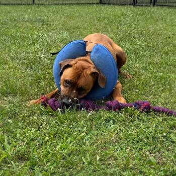 Meatball -  Mastiff and Mixed Breed Dog for Adoption in York, Pennsylvania - Meatball | PetCurious