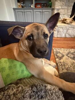BISCUIT -  Mixed Breed Dog for Adoption in Holbrook, New York - BISCUIT | PetCurious