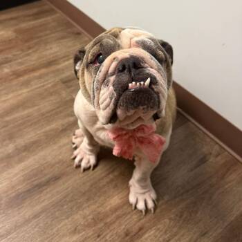 Clara - The Cuddly Bulldog -  English Bulldog Dog for Adoption in Houston, Texas - Clara - The Cuddly Bulldog | PetCurious