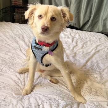Maya -  Spaniel and Mixed Breed Dog for Adoption in Tucson, Arizona - Maya | PetCurious
