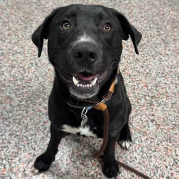 Benji -  Black Labrador Retriever and Mixed Breed Dog for Adoption in Salt Lake City, Utah - Benji | PetCurious