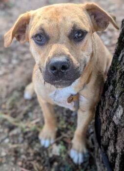 Rescue Mixed Breed Dogs for Adoption in Buchanan Dam, Texas - Bambi | PetCurious