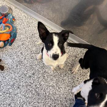 Border Collie Dogs Available for Adoption - Dozer | PetCurious