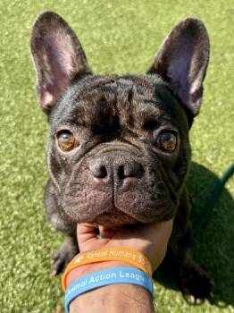 Napoleon -  Mixed Breed Dog for Adoption in Wichita, Kansas - Napoleon | PetCurious