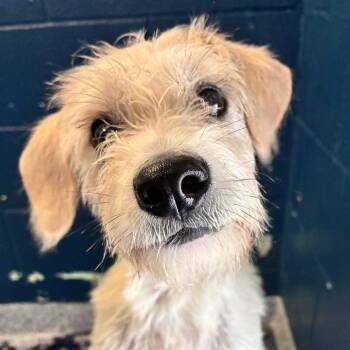 Henry -  Terrier Dog for Adoption in Dayton, Ohio - Henry | PetCurious
