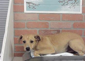 A2092889 -  Staffordshire Bull Terrier and Chihuahua Dog for Adoption in Houston, Texas - A2092889 | PetCurious