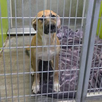 Bea2251 -  Shepherd Dog for Adoption in San Jacinto, California - Bea2251 | PetCurious