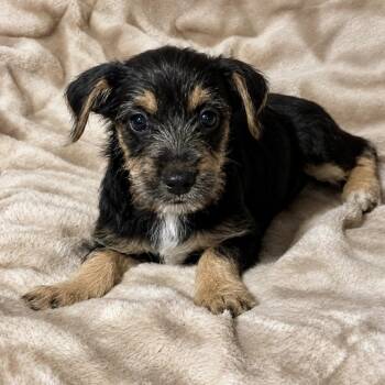 Riley -  Terrier and Mixed Breed Dog for Adoption in Pelham, New Hampshire - Riley | PetCurious