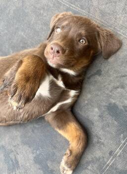Labrador Retriever and Great Pyrenees Dogs Available for Adoption in Gillsville, Georgia - Rose Creek “Magnificent 7” | PetCurious