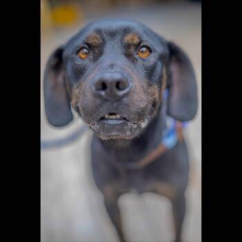Magic -  Rottweiler Dog for Adoption in Decatur, Georgia - Magic | PetCurious